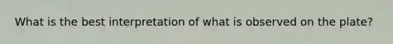 What is the best interpretation of what is observed on the plate?