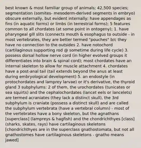 best known & most familiar group of animals; 42,500 species; segmentation (somites- mesoderm-derived segments in embryo) obscure externally, but evident internally; have appendages as fins (in aquatic forms) or limbs (in terrestrial forms); 5 features common to all chordates (at some point in ontogeny); 1. have pharyngeal gill slits (connects mouth & esophagus to outside - in most vertebrates, they are better termed "pouches" b/c they have no connection to the outsides 2. have notochord (cartilaginous supporting rod @ sometime during life cycle) 3. possess dorsal hollow nerve cord (in higher evolved groups it differentiates into brain & spinal cord); most chordates have an internal skeleton to allow for muscle attachment 4. chordates have a post-anal tail (tail extends beyond the anus at least during embryological development) 5. an endostyle (in protochordates and lamprey larvae) or it's derivative, the thyroid gland 3 subphylums: 2 of them, the urochordates (tunicates or sea squirts) and the cephalochordates (lancet eels or lancelets) are termed acraniates (they lack a distinct skull), the 3rd subphylum is craniate (possess a distinct skull) and are called the subphylum vertebrata (have a vertebral column) - most of the vertebrates have a bony skeleton, but the agnathans [superclass] (lampreys & hagfish) and the chondrichthyes [class] (sharks, skates, rays) have cartilaginous skeletons [chondrichthyes are in the superclass gnathostomata, but not all gnathostomes have cartilaginous skeletons - gnatho means jawed]