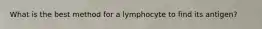 What is the best method for a lymphocyte to find its antigen?