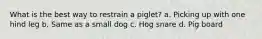 What is the best way to restrain a piglet? a. Picking up with one hind leg b. Same as a small dog c. Hog snare d. Pig board