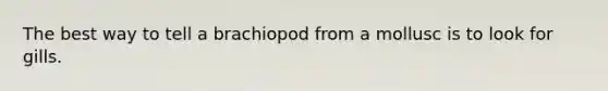 The best way to tell a brachiopod from a mollusc is to look for gills.