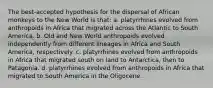 The best-accepted hypothesis for the dispersal of African monkeys to the New World is that: a. platyrrhines evolved from anthropoids in Africa that migrated across the Atlantic to South America. b. Old and New World anthropoids evolved independently from different lineages in Africa and South America, respectively. c. platyrrhines evolved from anthropoids in Africa that migrated south on land to Antarctica, then to Patagonia. d. platyrrhines evolved from anthropoids in Africa that migrated to South America in the Oligocene.