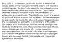 Beta cells in the pancreas synthesize insulin, a protein that serves as the primary anabolic hormone. After a carbohydrate-containing meal, the beta cells detect the rise in blood glucose levels (absorptive state) and secrete insulin. The hormone attaches to special receptors on the cell membranes of adipocytes and muscle cells. This attachment results in a signal to glucose transport proteins that are also in the cell membrane. In response to the signal, the glucose transport molecules pass the monosaccharide across the cell membrane and into the cytoplasm. Thus, insulin helps maintain normal blood glucose levels by enabling the entry of glucose into many kinds of cells. Insulin directs liver and muscle cells to slow down their glycogenolysis rates and increase their rates of glycogenesis. Such actions shift glucose molecules into storage as glycogen. Insulin also increases the fatty acid uptake and triglyceride synthesis of adipocytes.