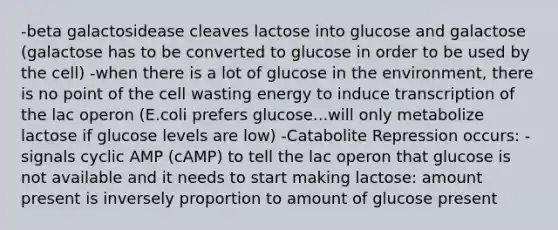 -beta galactosidease cleaves lactose into glucose and galactose (galactose has to be converted to glucose in order to be used by the cell) -when there is a lot of glucose in the environment, there is no point of the cell wasting energy to induce transcription of the lac operon (E.coli prefers glucose...will only metabolize lactose if glucose levels are low) -Catabolite Repression occurs: -signals cyclic AMP (cAMP) to tell the lac operon that glucose is not available and it needs to start making lactose: amount present is inversely proportion to amount of glucose present