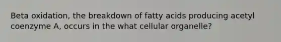 Beta oxidation, the breakdown of fatty acids producing acetyl coenzyme A, occurs in the what cellular organelle?