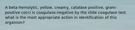 A beta-hemolytic, yellow, creamy, catalase positive, gram-positive cocci is coagulase-negative by the slide coagulase test. what is the most appropriate action in identification of this organism?