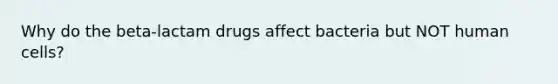 Why do the beta-lactam drugs affect bacteria but NOT human cells?