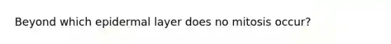 Beyond which epidermal layer does no mitosis occur?