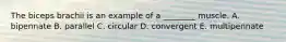 The biceps brachii is an example of a ________ muscle. A. bipennate B. parallel C. circular D. convergent E. multipennate