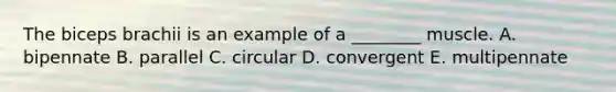 The biceps brachii is an example of a ________ muscle. A. bipennate B. parallel C. circular D. convergent E. multipennate
