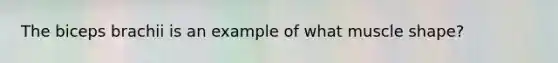 The biceps brachii is an example of what muscle shape?