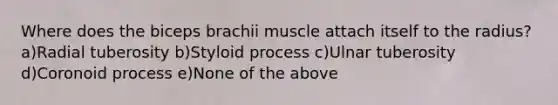 Where does the biceps brachii muscle attach itself to the radius? a)Radial tuberosity b)Styloid process c)Ulnar tuberosity d)Coronoid process e)None of the above