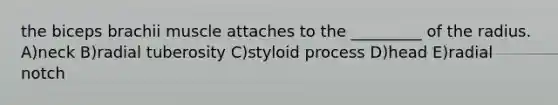 the biceps brachii muscle attaches to the _________ of the radius. A)neck B)radial tuberosity C)styloid process D)head E)radial notch