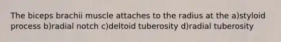 The biceps brachii muscle attaches to the radius at the a)styloid process b)radial notch c)deltoid tuberosity d)radial tuberosity