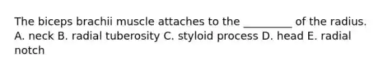 The biceps brachii muscle attaches to the _________ of the radius. A. neck B. radial tuberosity C. styloid process D. head E. radial notch