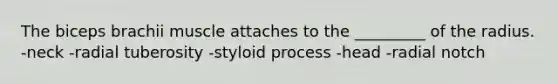 The biceps brachii muscle attaches to the _________ of the radius. -neck -radial tuberosity -styloid process -head -radial notch