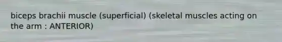 biceps brachii muscle (superficial) (skeletal muscles acting on the arm : ANTERIOR)