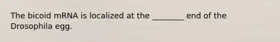 The bicoid mRNA is localized at the ________ end of the Drosophila egg.