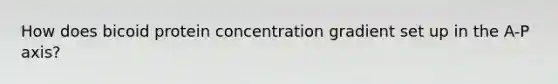 How does bicoid protein concentration gradient set up in the A-P axis?