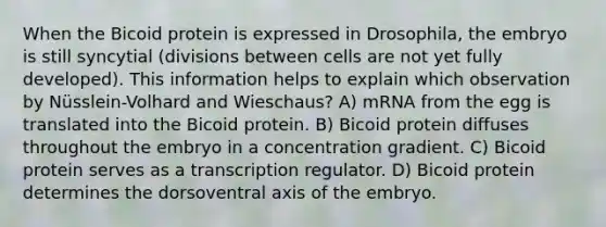 When the Bicoid protein is expressed in Drosophila, the embryo is still syncytial (divisions between cells are not yet fully developed). This information helps to explain which observation by Nüsslein-Volhard and Wieschaus? A) mRNA from the egg is translated into the Bicoid protein. B) Bicoid protein diffuses throughout the embryo in a concentration gradient. C) Bicoid protein serves as a transcription regulator. D) Bicoid protein determines the dorsoventral axis of the embryo.