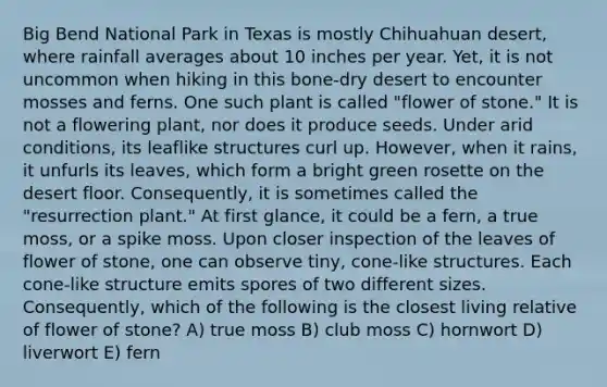 Big Bend National Park in Texas is mostly Chihuahuan desert, where rainfall averages about 10 inches per year. Yet, it is not uncommon when hiking in this bone-dry desert to encounter mosses and ferns. One such plant is called "flower of stone." It is not a flowering plant, nor does it produce seeds. Under arid conditions, its leaflike structures curl up. However, when it rains, it unfurls its leaves, which form a bright green rosette on the desert floor. Consequently, it is sometimes called the "resurrection plant." At first glance, it could be a fern, a true moss, or a spike moss. Upon closer inspection of the leaves of flower of stone, one can observe tiny, cone-like structures. Each cone-like structure emits spores of two different sizes. Consequently, which of the following is the closest living relative of flower of stone? A) true moss B) club moss C) hornwort D) liverwort E) fern