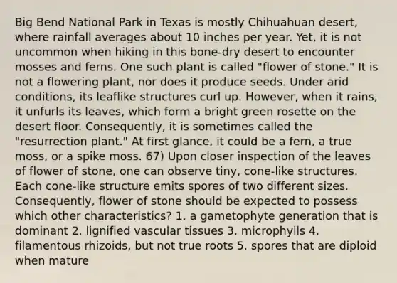 Big Bend National Park in Texas is mostly Chihuahuan desert, where rainfall averages about 10 inches per year. Yet, it is not uncommon when hiking in this bone-dry desert to encounter mosses and ferns. One such plant is called "flower of stone." It is not a flowering plant, nor does it produce seeds. Under arid conditions, its leaflike structures curl up. However, when it rains, it unfurls its leaves, which form a bright green rosette on the desert floor. Consequently, it is sometimes called the "resurrection plant." At first glance, it could be a fern, a true moss, or a spike moss. 67) Upon closer inspection of the leaves of flower of stone, one can observe tiny, cone-like structures. Each cone-like structure emits spores of two different sizes. Consequently, flower of stone should be expected to possess which other characteristics? 1. a gametophyte generation that is dominant 2. lignified <a href='https://www.questionai.com/knowledge/k1HVFq17mo-vascular-tissue' class='anchor-knowledge'>vascular tissue</a>s 3. microphylls 4. filamentous rhizoids, but not true roots 5. spores that are diploid when mature