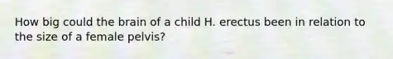 How big could the brain of a child H. erectus been in relation to the size of a female pelvis?