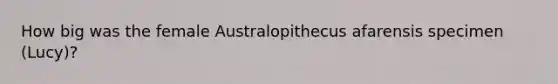 How big was the female Australopithecus afarensis specimen (Lucy)?
