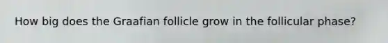 How big does the Graafian follicle grow in the follicular phase?