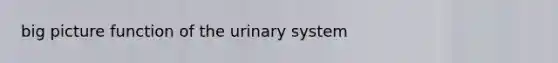 big picture function of the urinary system