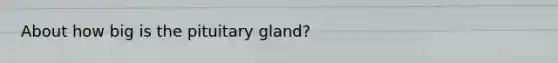 About how big is the pituitary gland?