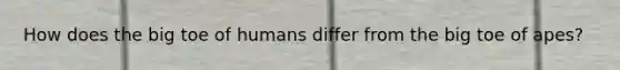 How does the big toe of humans differ from the big toe of apes?