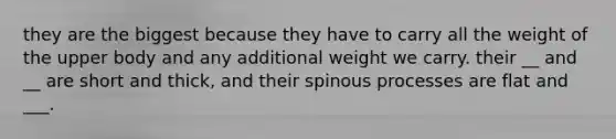 they are the biggest because they have to carry all the weight of the upper body and any additional weight we carry. their __ and __ are short and thick, and their spinous processes are flat and ___.