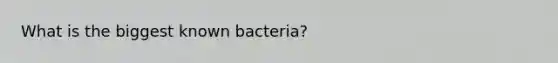 What is the biggest known bacteria?