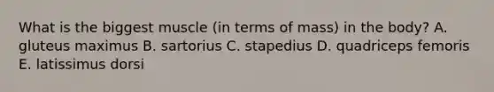 What is the biggest muscle (in terms of mass) in the body? A. gluteus maximus B. sartorius C. stapedius D. quadriceps femoris E. latissimus dorsi