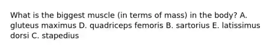 What is the biggest muscle (in terms of mass) in the body? A. gluteus maximus D. quadriceps femoris B. sartorius E. latissimus dorsi C. stapedius