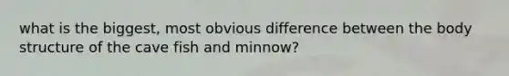 what is the biggest, most obvious difference between the body structure of the cave fish and minnow?