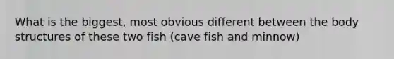 What is the biggest, most obvious different between the body structures of these two fish (cave fish and minnow)