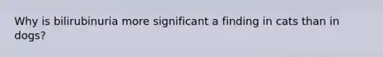 Why is bilirubinuria more significant a finding in cats than in dogs?