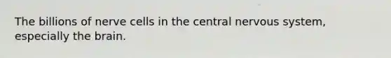 The billions of nerve cells in the central nervous system, especially the brain.