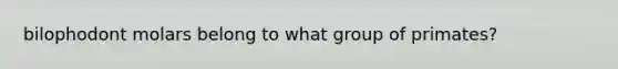bilophodont molars belong to what group of primates?