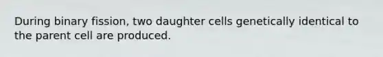 During binary fission, two daughter cells genetically identical to the parent cell are produced.