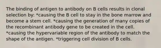 The binding of antigen to antibody on B cells results in clonal selection by: *causing the B cell to stay in the bone marrow and become a stem cell. *causing the generation of many copies of the recombinant antibody gene to be created in the cell. *causing the hypervariable region of the antibody to match the shape of the antigen. *triggering <a href='https://www.questionai.com/knowledge/kjHVAH8Me4-cell-division' class='anchor-knowledge'>cell division</a> of B cells.