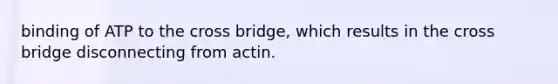 binding of ATP to the cross bridge, which results in the cross bridge disconnecting from actin.