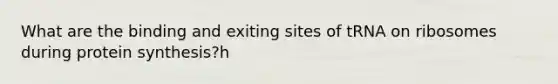 What are the binding and exiting sites of tRNA on ribosomes during protein synthesis?h