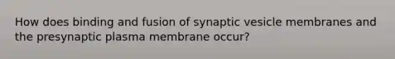 How does binding and fusion of synaptic vesicle membranes and the presynaptic plasma membrane occur?