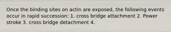 Once the binding sites on actin are exposed, the following events occur in rapid succession: 1. cross bridge attachment 2. Power stroke 3. cross bridge detachment 4.