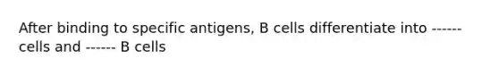 After binding to specific antigens, B cells differentiate into ------ cells and ------ B cells