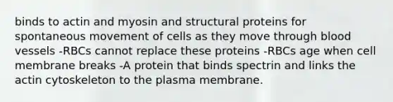 binds to actin and myosin and structural proteins for spontaneous movement of cells as they move through blood vessels -RBCs cannot replace these proteins -RBCs age when cell membrane breaks -A protein that binds spectrin and links the actin cytoskeleton to the plasma membrane.