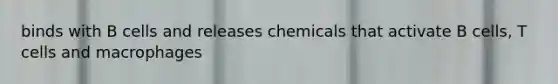 binds with B cells and releases chemicals that activate B cells, T cells and macrophages